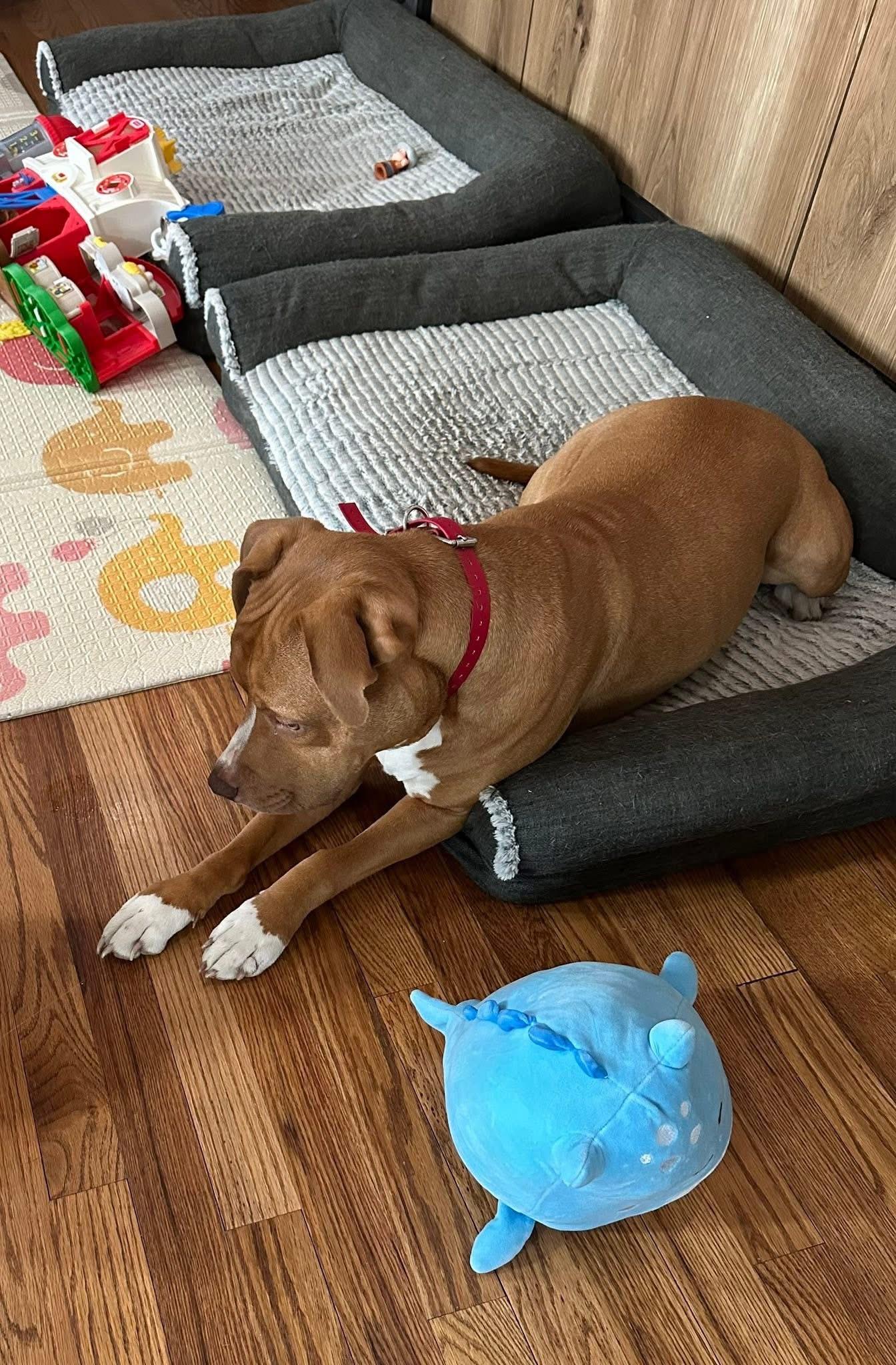 Enlarge LAILA (RUKIA), a Adoptable mixed breed in Cincinnati, OH image 4/5