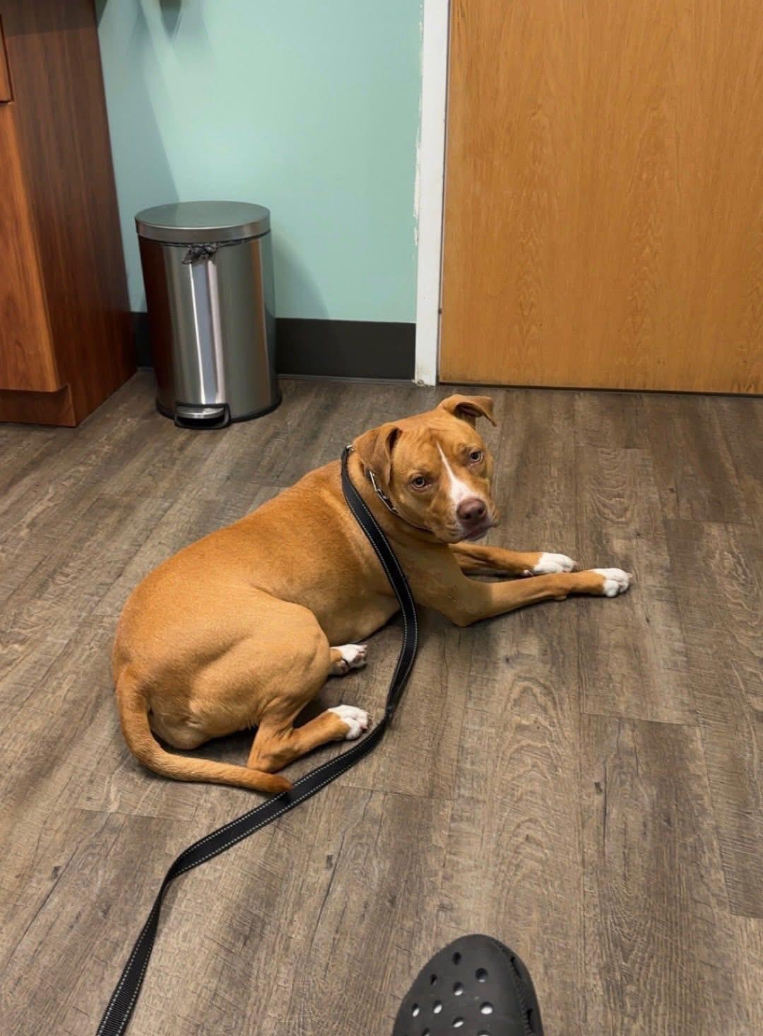 LAILA (RUKIA), an adoptable American Bully, Mixed Breed in Cincinnati, OH, 45252 | Photo Image 1