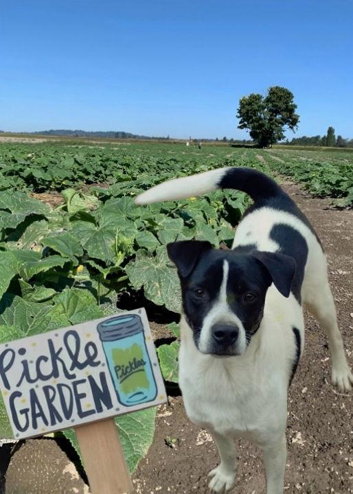 Enlarge Pickles, a Adoptable Terrier in Mentone, CA image 1/1