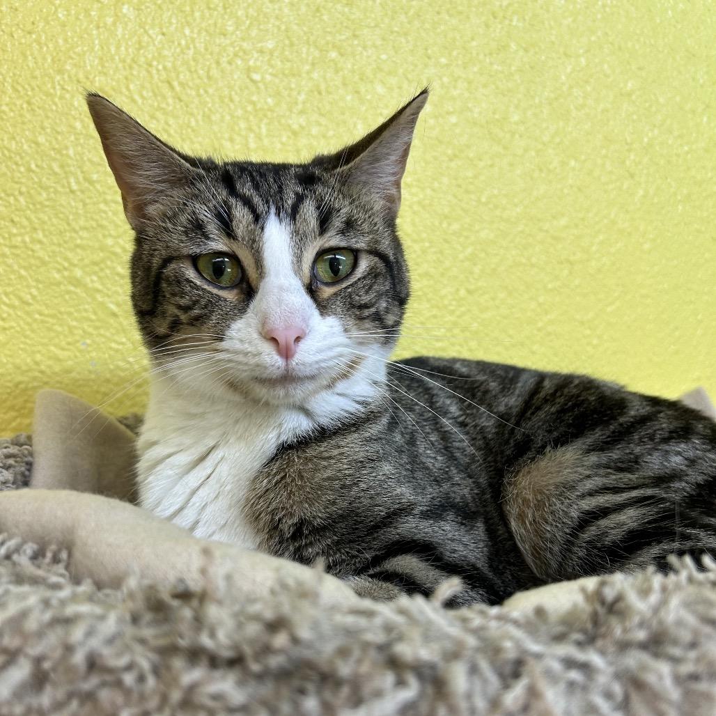 Enlarge Muffin, a Adoptable Domestic Short Hair in Fresno, CA image 1/3