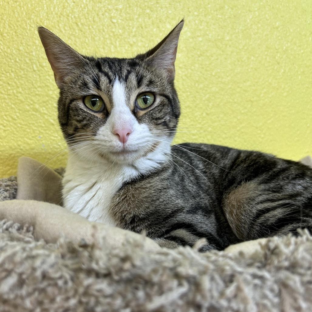 Enlarge Muffin, a Adoptable Domestic Short Hair in Fresno, CA image 2/3