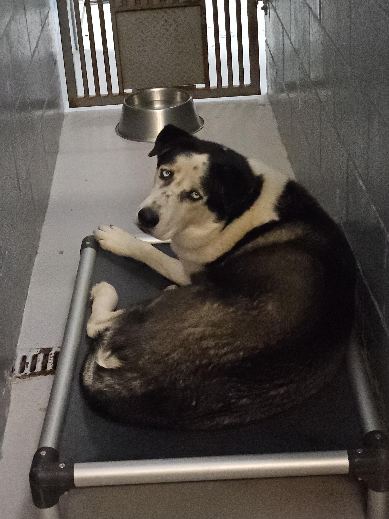 Enlarge Bluey (Bubbles), a Adoptable mixed breed in Tucson, AZ image 5/6