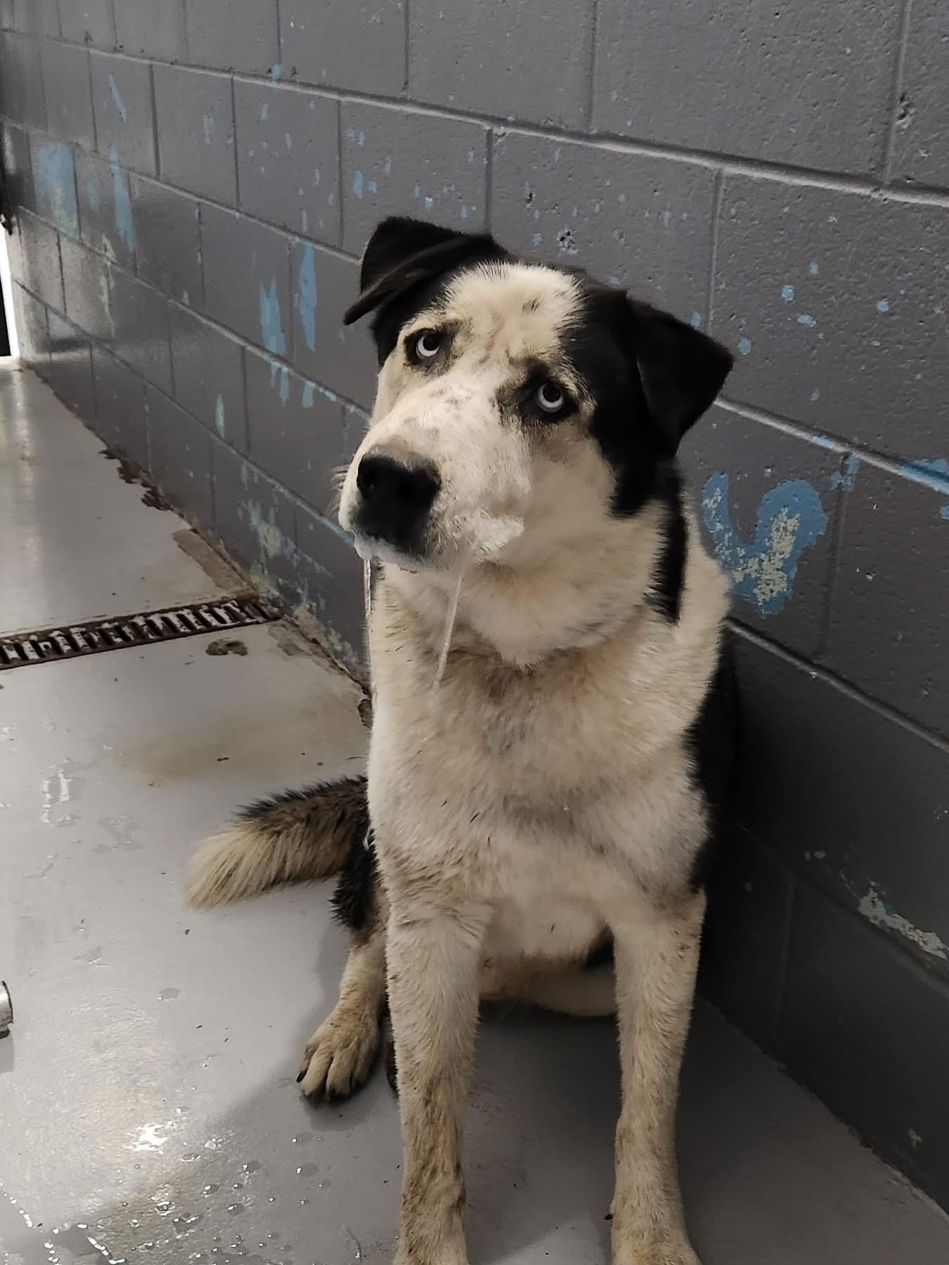 Enlarge Bluey (Bubbles), a Adoptable mixed breed in Tucson, AZ image 2/6