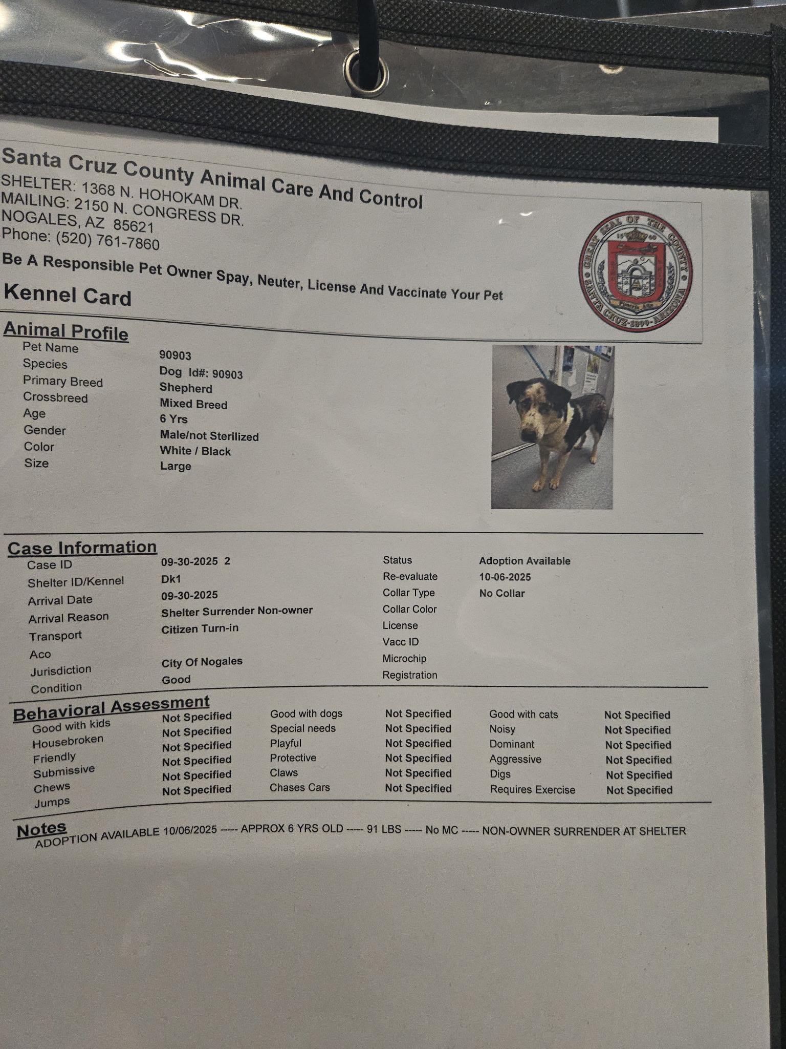 Enlarge Bluey (Bubbles), a Adoptable mixed breed in Tucson, AZ image 4/6