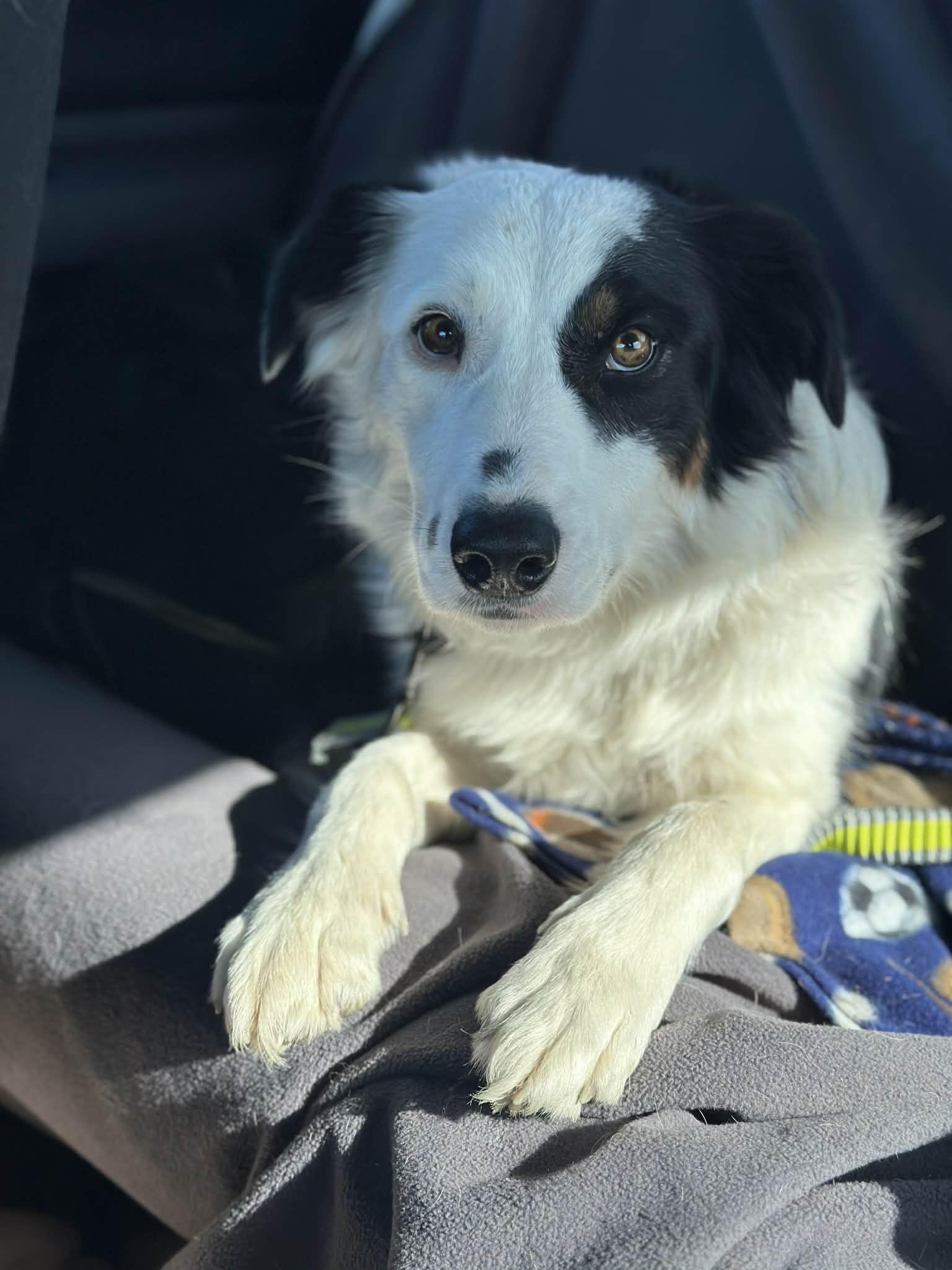 Enlarge Bingo, a Adoptable mixed breed in Greenfield, MA image 5/6