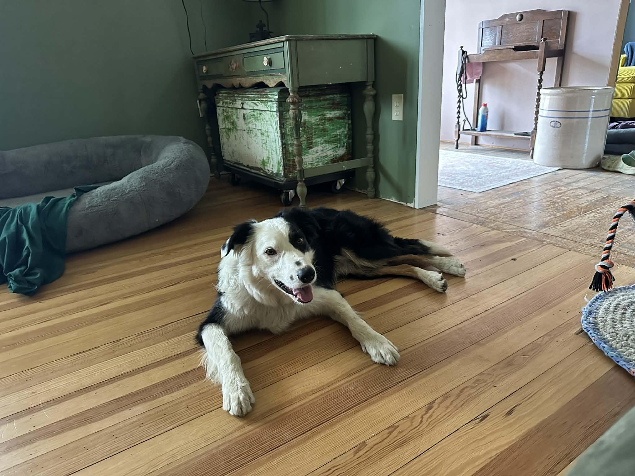 Enlarge Bingo, a Adoptable mixed breed in Greenfield, MA image 6/6