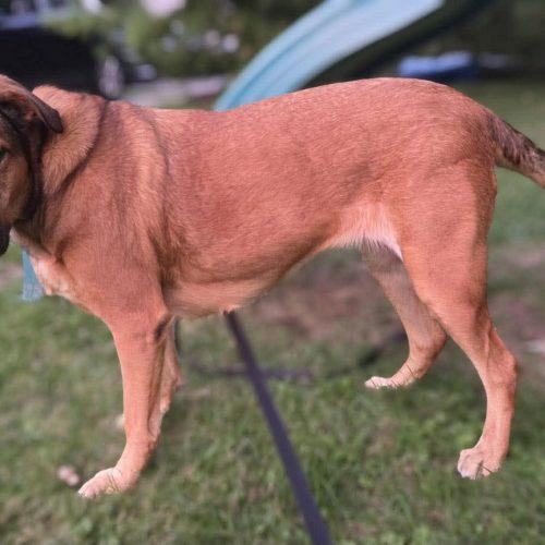 Robin, a Adoptable mixed breed in Sunderland, ON image 1/4