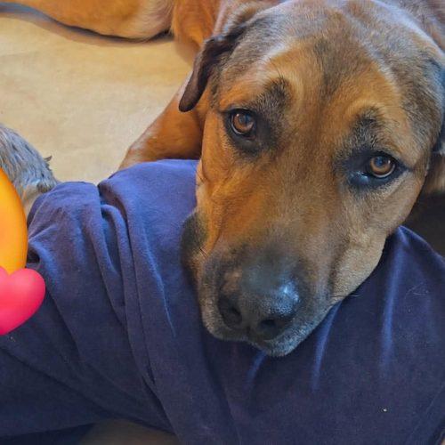 Robin, a Adoptable mixed breed in Sunderland, ON image 2/4