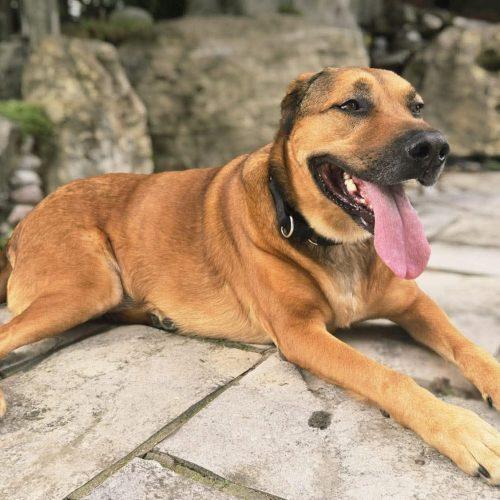 Robin, a Adoptable mixed breed in Sunderland, ON image 3/4