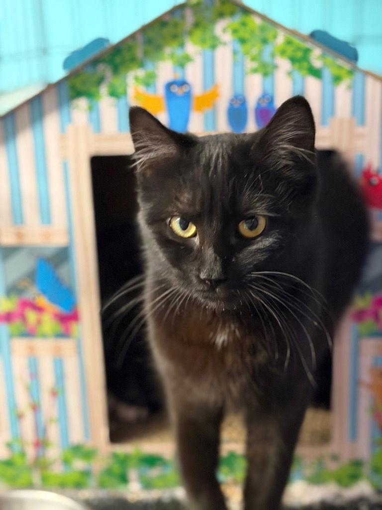 Salem, Adoptable, Young Female Domestic Short Hair.