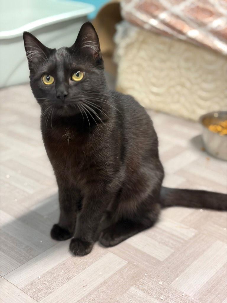 Enlarge Salem, a Adoptable Domestic Short Hair in Battle Ground, WA image 2/3