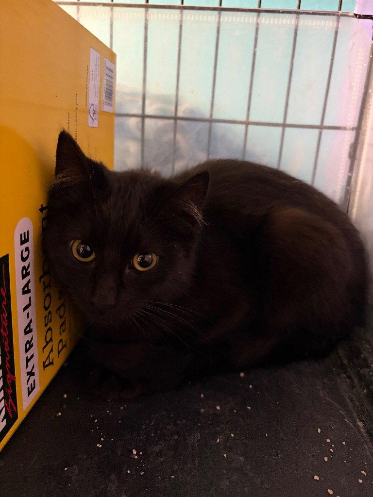 Enlarge Salem, a Adoptable Domestic Short Hair in Battle Ground, WA image 3/3