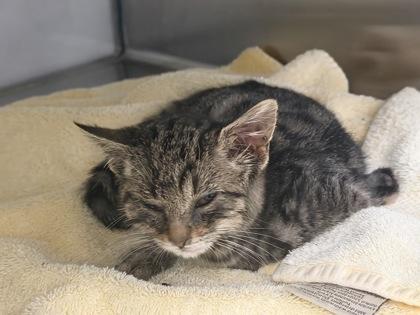 Rudy, Adoptable, Kitten Male Domestic Short Hair & Domestic Short Hair.