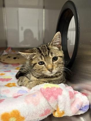 Enlarge Rudy, a Adoptable Domestic Short Hair in Gastonia, NC image 2/2