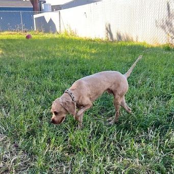 Enlarge Beauregard, a Adoptable Mixed Breed in Washougal, WA image 2/5