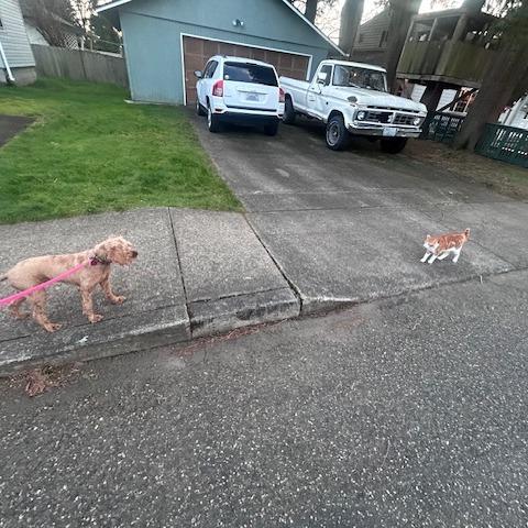Beauregard, Adoptable, Adult Male Mixed Breed.