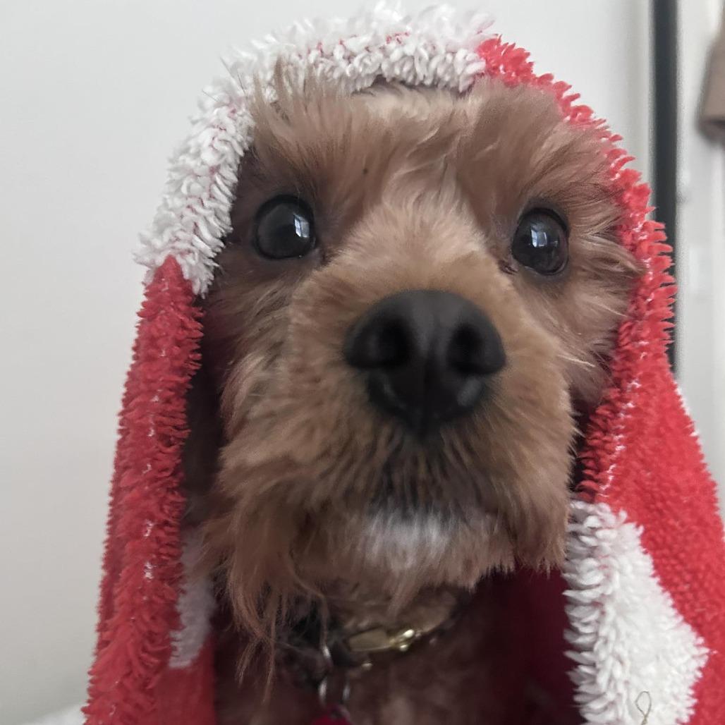 Beauregard, a Adoptable Mixed Breed in Washougal, WA image 2/6