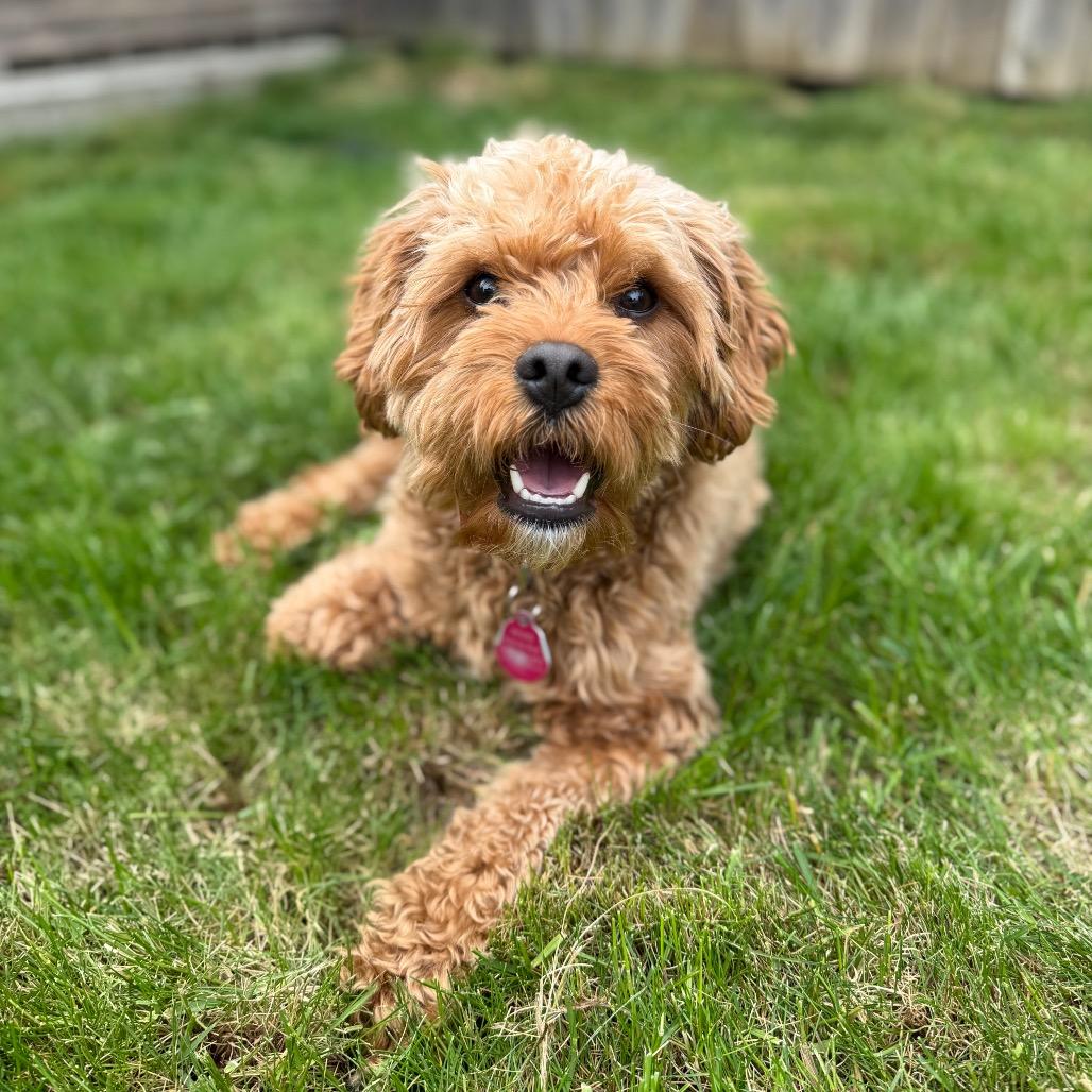 Enlarge Beauregard, a Adoptable Mixed Breed in Washougal, WA image 3/6