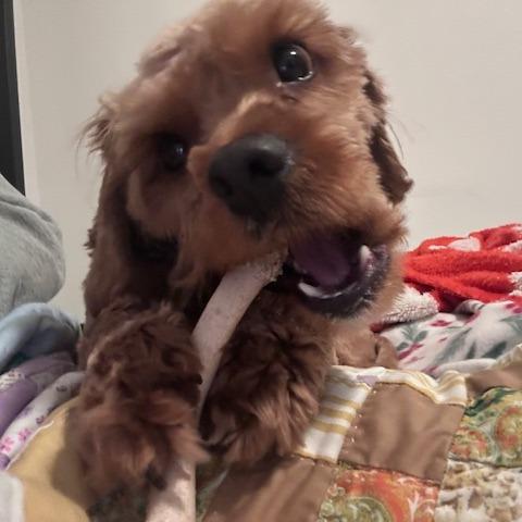 Beauregard, a Adoptable Mixed Breed in Washougal, WA image 3/6