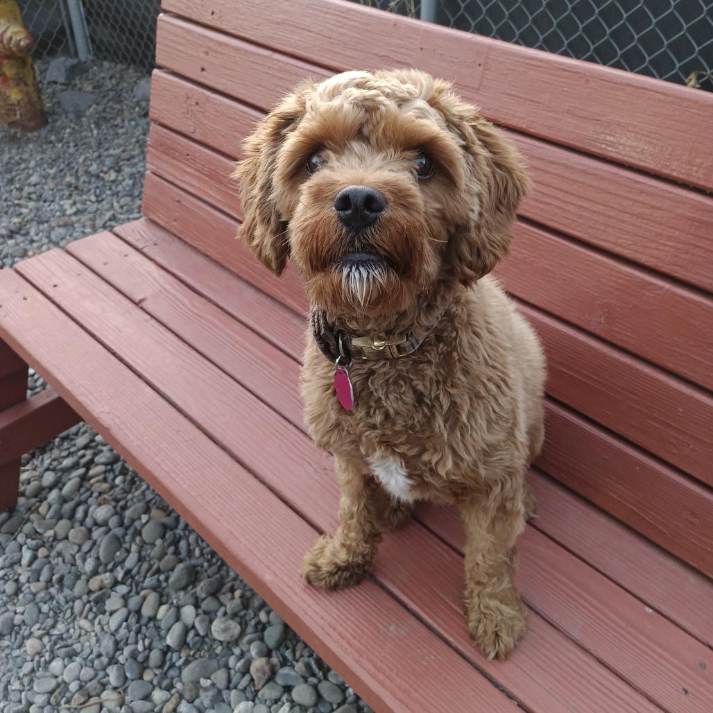 Enlarge Beauregard, a Adoptable Mixed Breed in Washougal, WA image 2/2