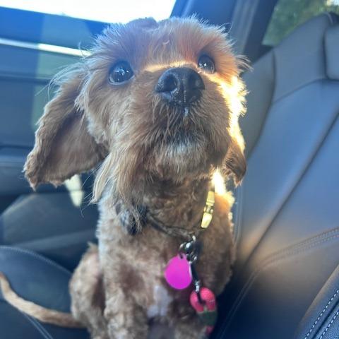 Beauregard, a Adoptable Mixed Breed in Washougal, WA image 4/6