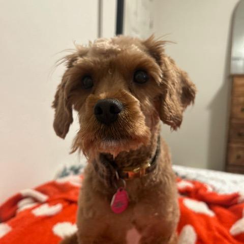 Beauregard, a Adoptable Mixed Breed in Washougal, WA image 5/6