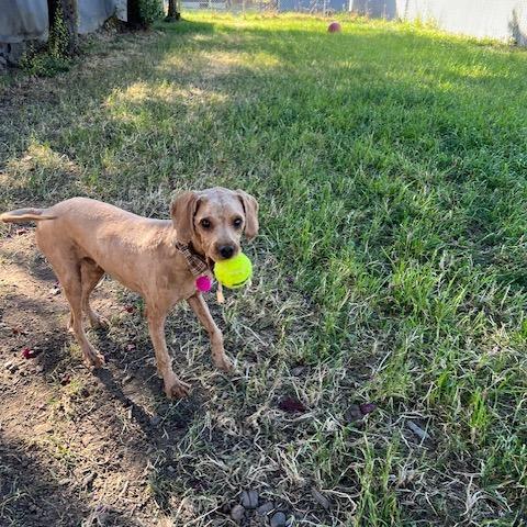 Enlarge Beauregard, a Adoptable Mixed Breed in Washougal, WA image 4/5