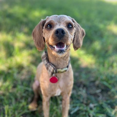 Enlarge Beauregard, a Adoptable Mixed Breed in Washougal, WA image 5/5