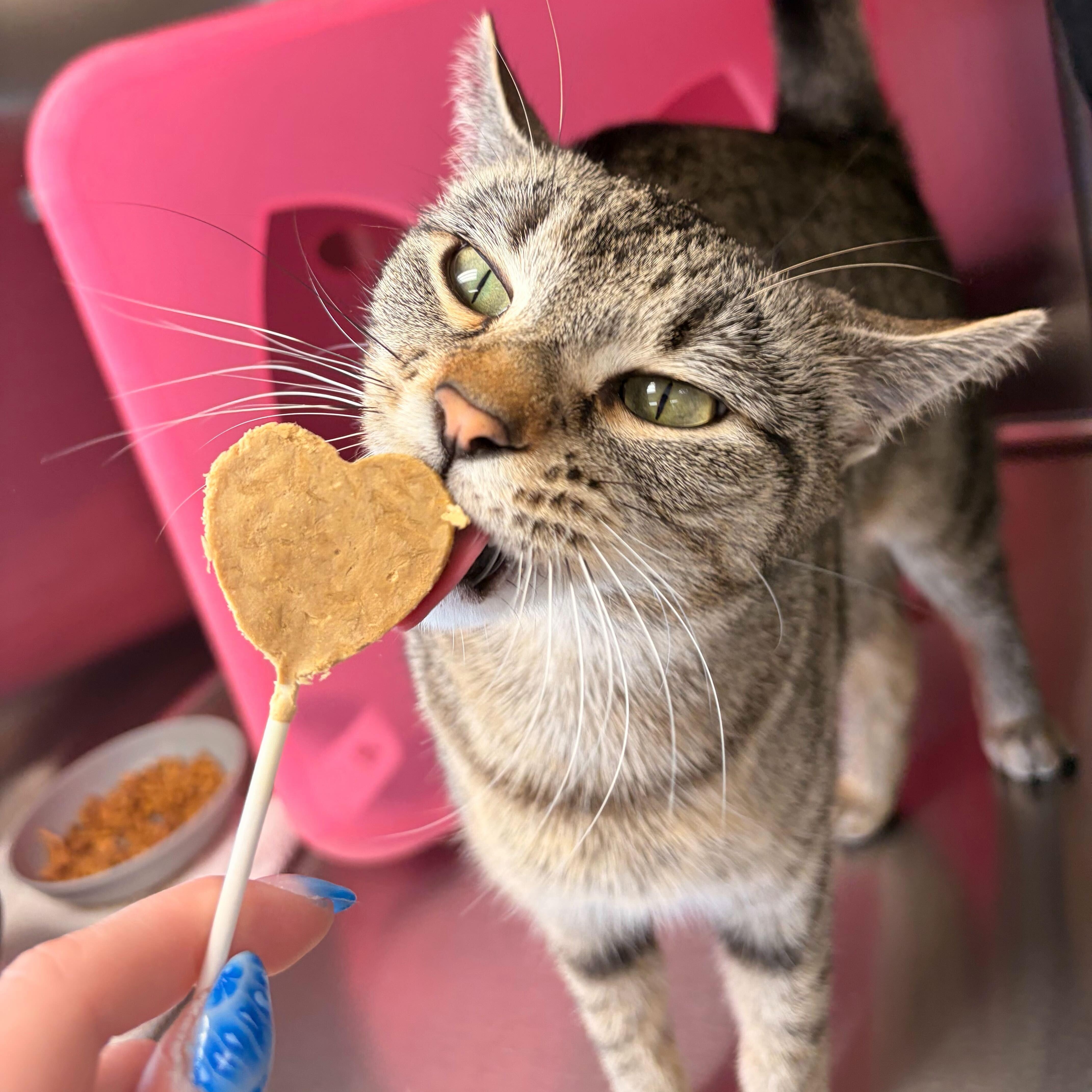 Enlarge Andromeda, a ADOPTABLE Domestic Short Hair in Madison, WI image 2/4