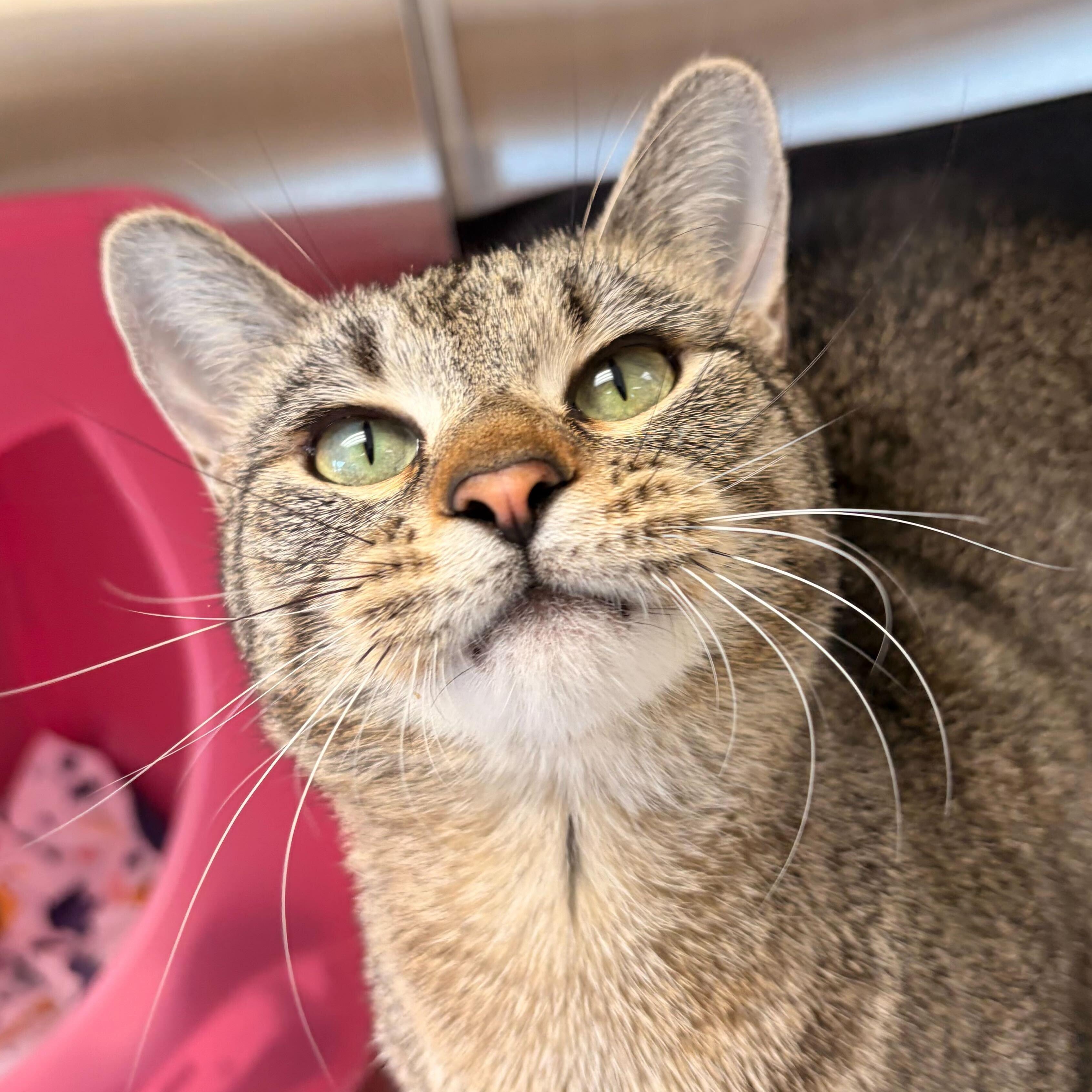 Enlarge Andromeda, a ADOPTABLE Domestic Short Hair in Madison, WI image 4/4