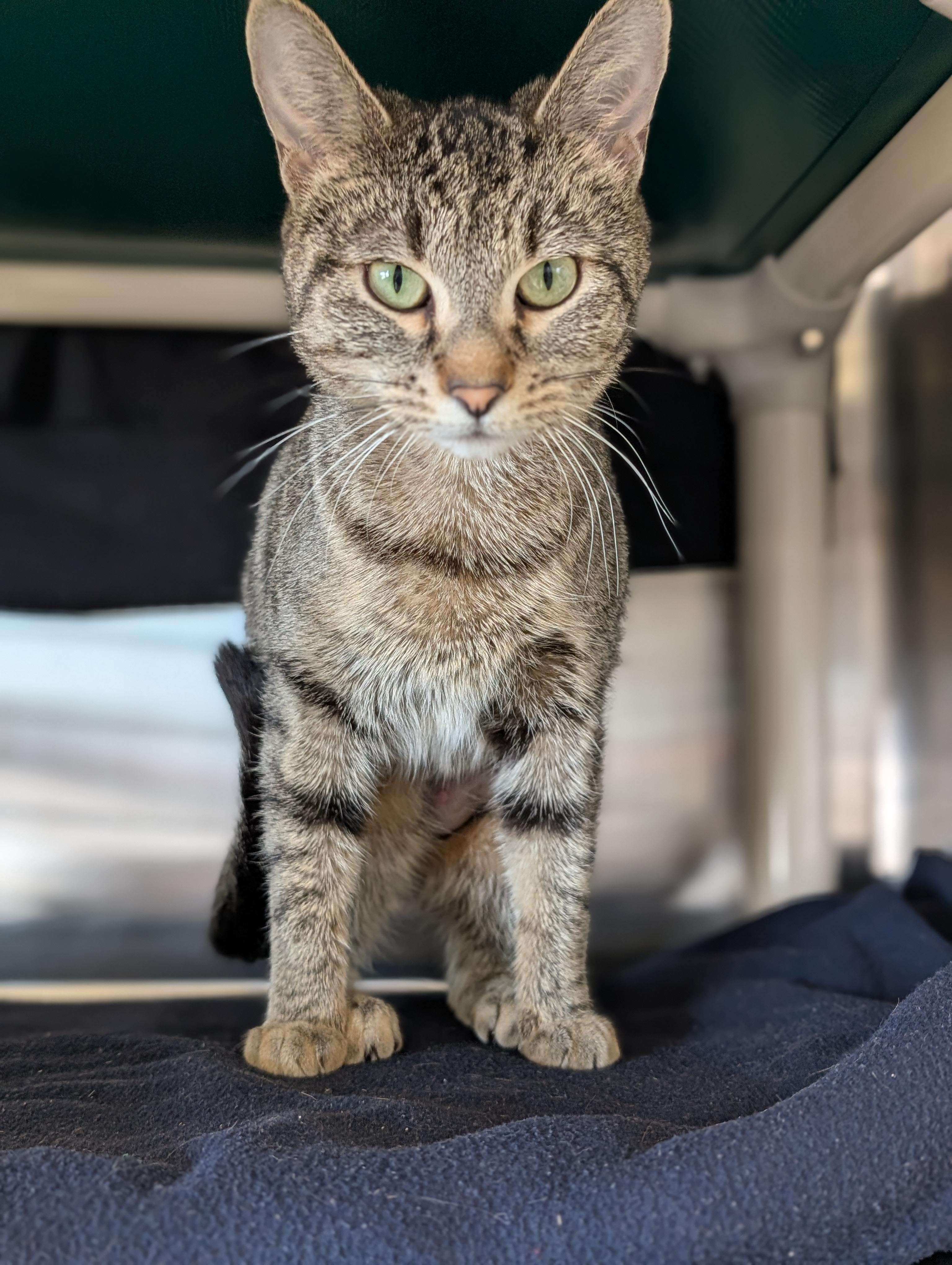 Enlarge Andromeda, a ADOPTABLE Domestic Short Hair in Madison, WI image 3/4