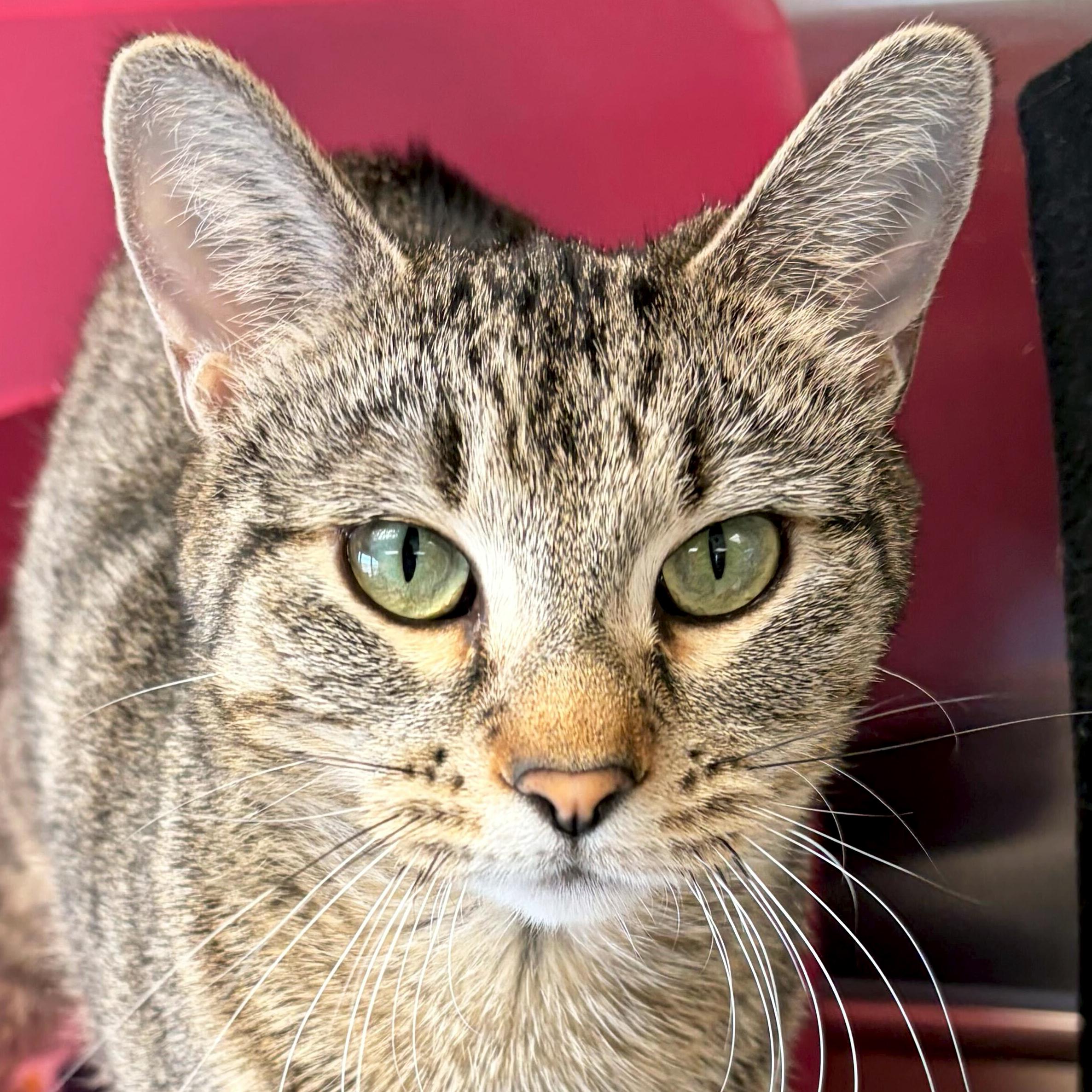 Andromeda, ADOPTABLE, Adult Female Domestic Short Hair.