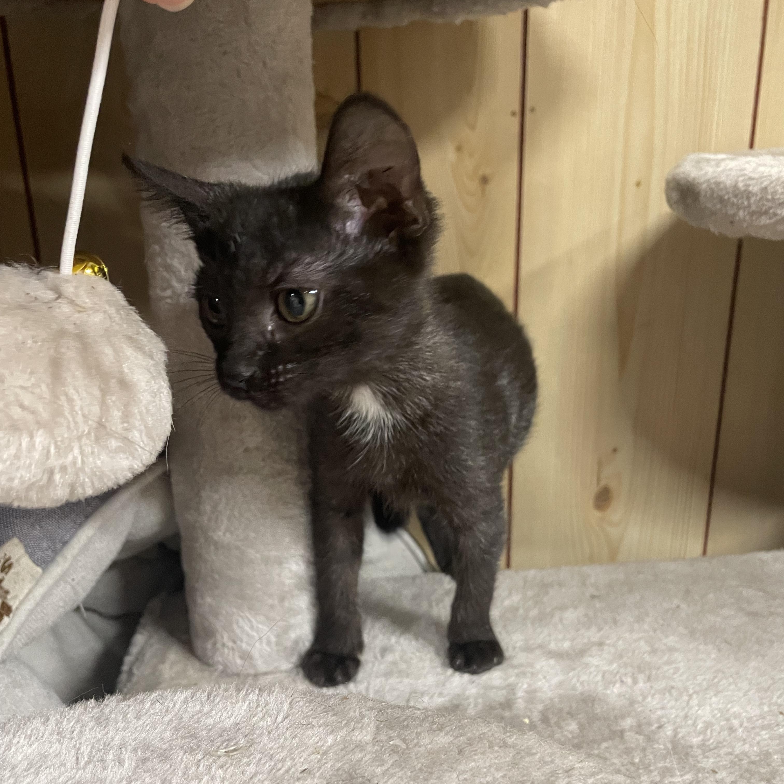 Enlarge Beverly Wild Wilson, a Adopted Domestic Short Hair in McKenzie, TN image 2/3