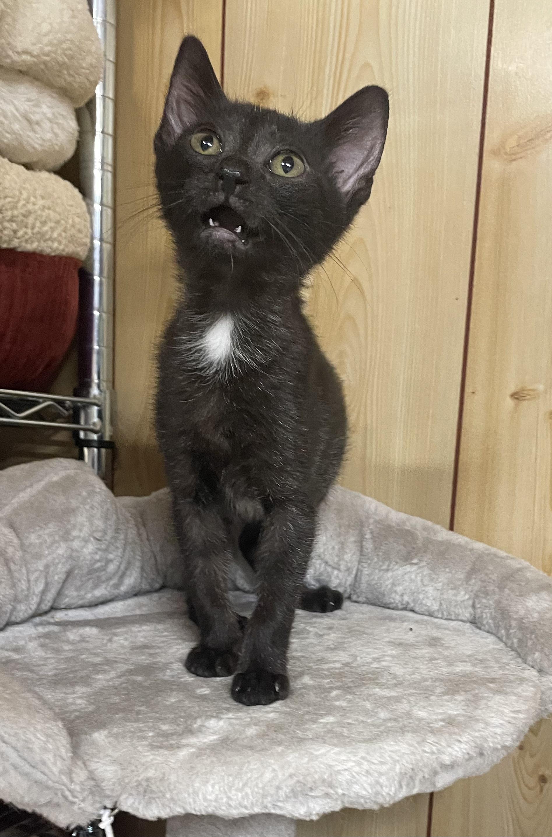 Beverly Wild Wilson, Adopted, Kitten Female Domestic Short Hair.