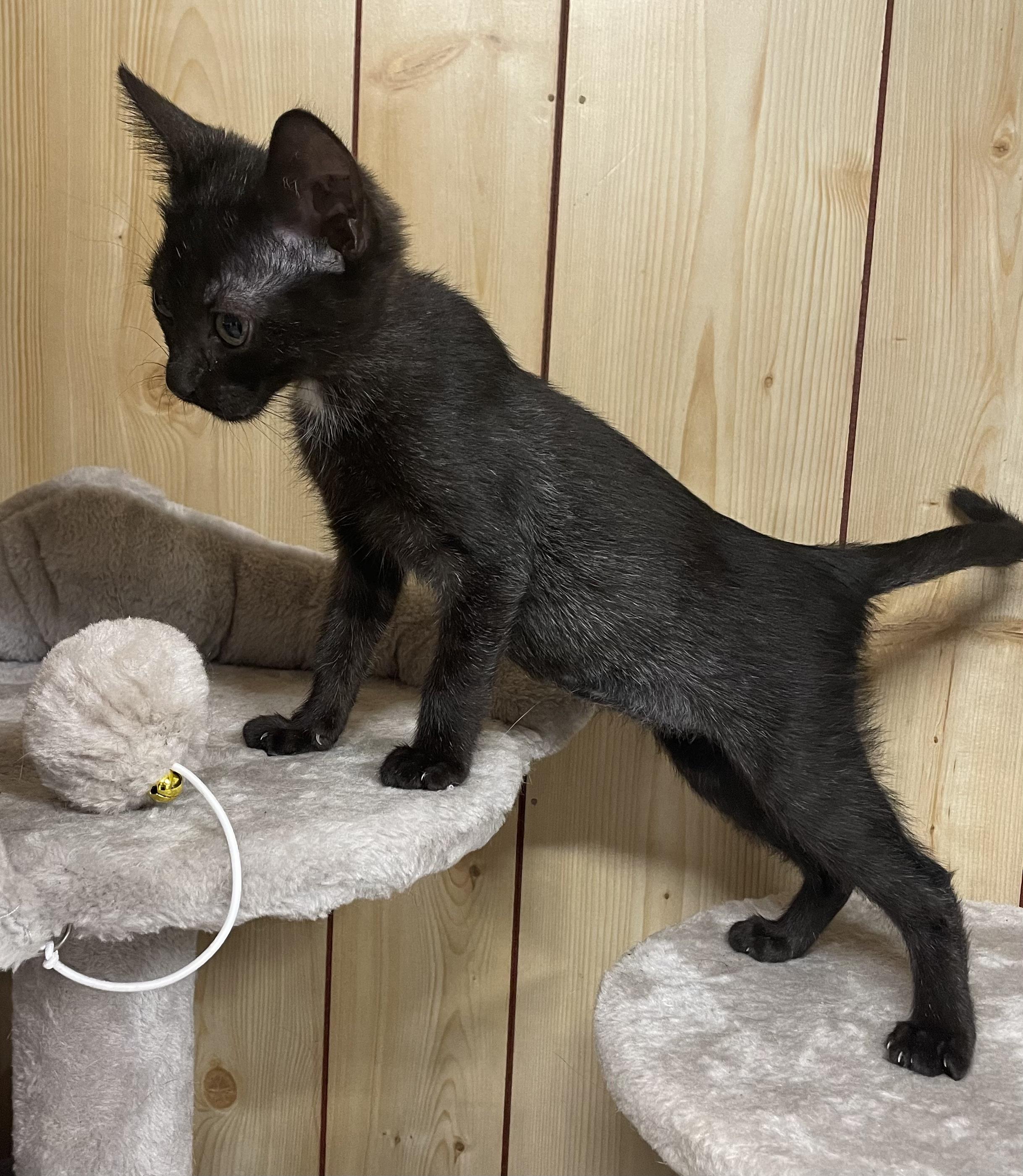 Enlarge Beverly Wild Wilson, a Adopted Domestic Short Hair in McKenzie, TN image 3/3
