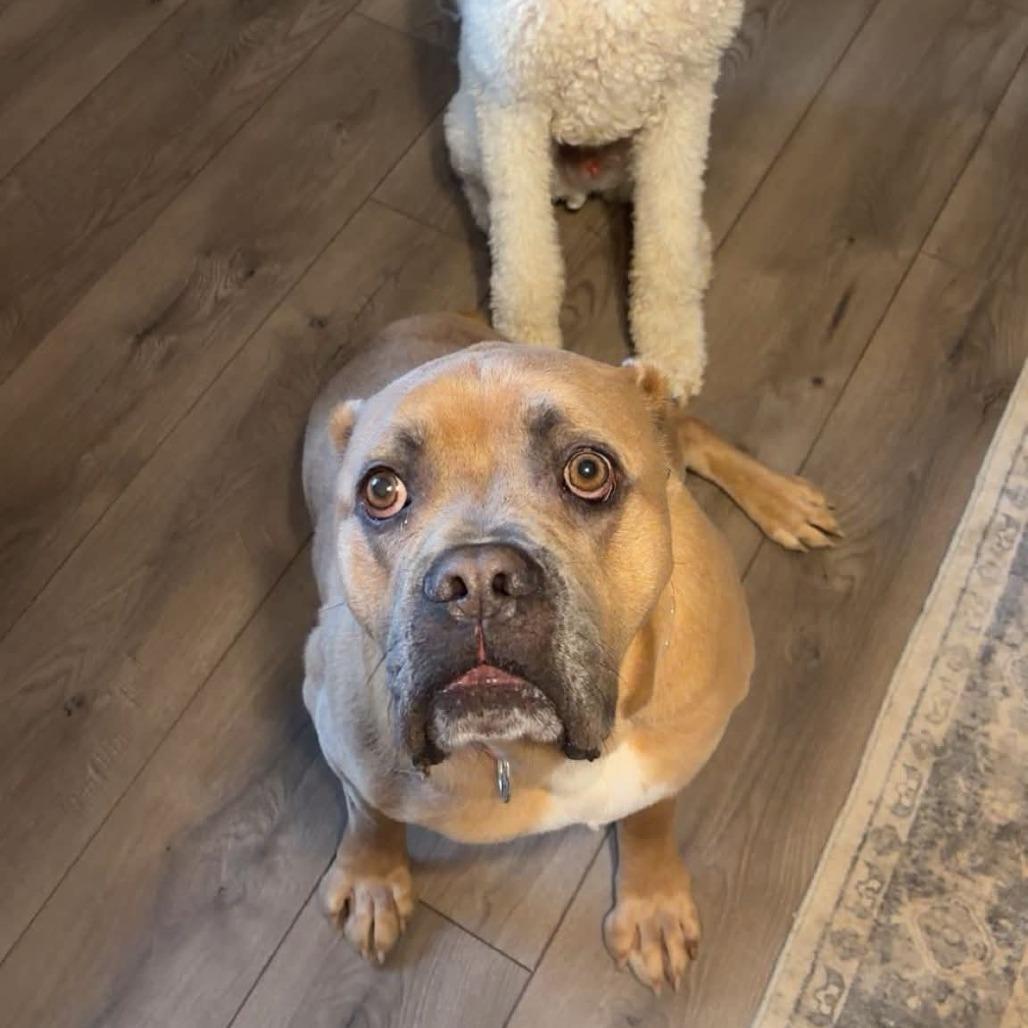 Enlarge Brown Gravy, a Adoptable American Bulldog in Greensboro, NC image 1/6