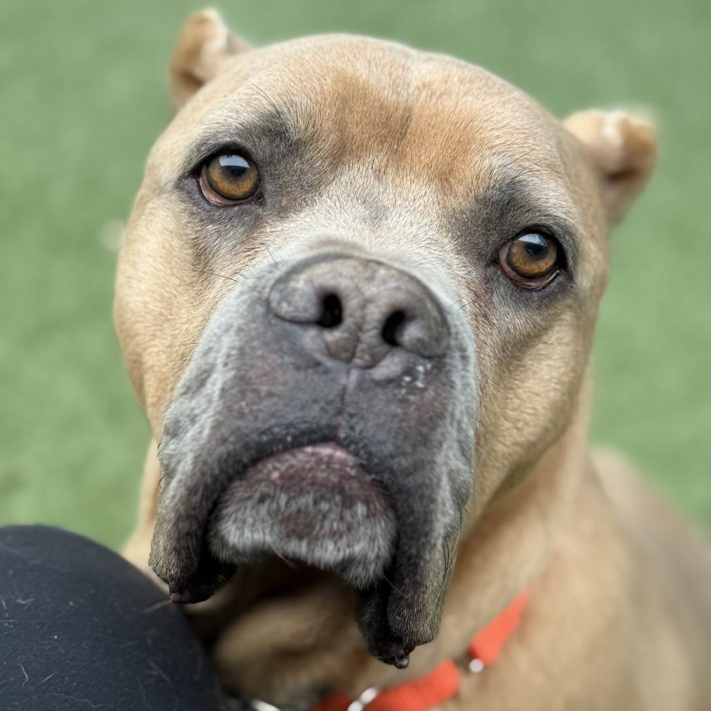 Enlarge Brown Gravy, a Adoptable American Bulldog in Greensboro, NC image 2/6
