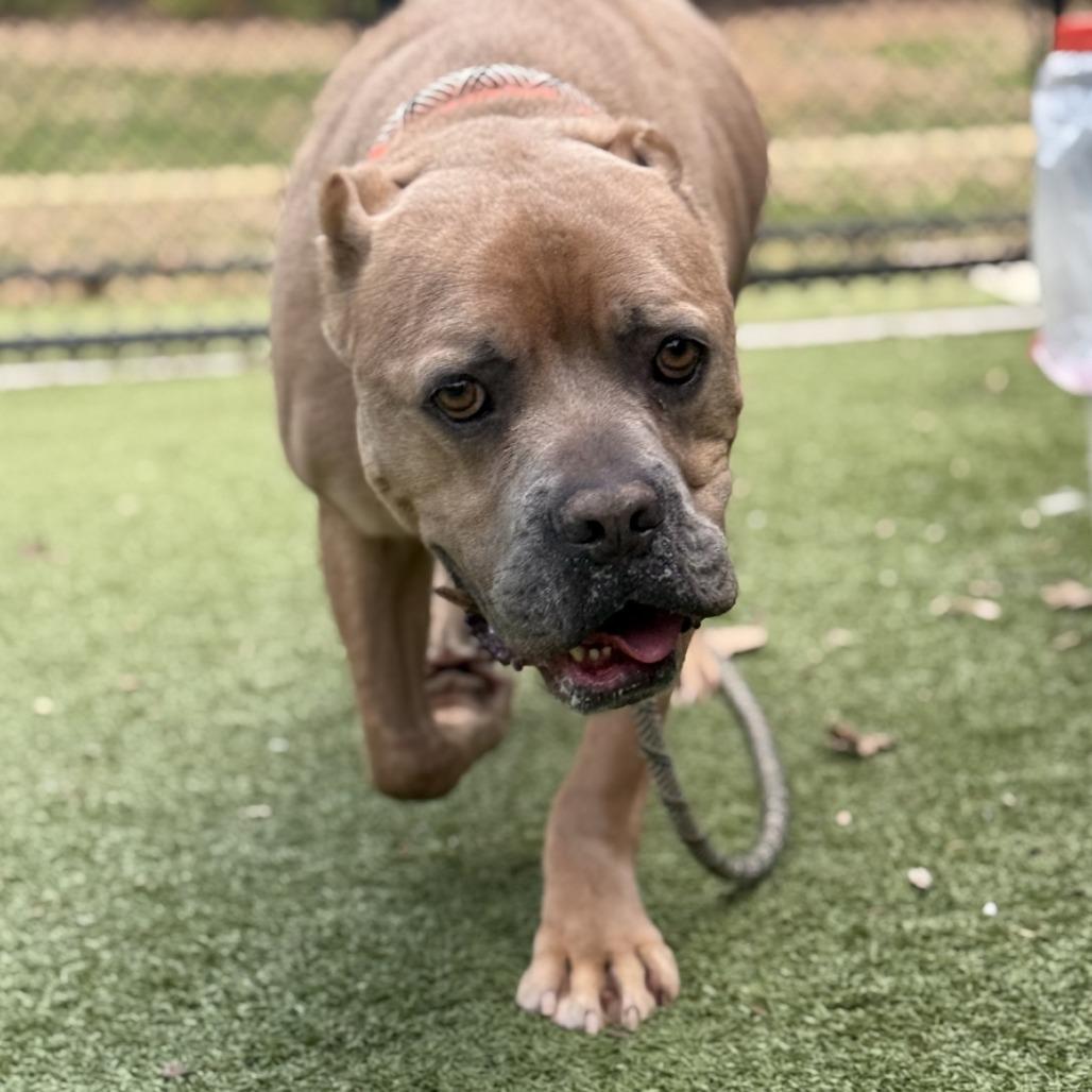 Enlarge Brown Gravy, a Adoptable American Bulldog in Greensboro, NC image 3/6