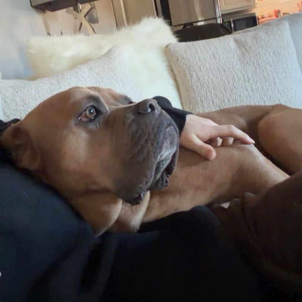 Enlarge Brown Gravy, a Adoptable American Bulldog in Greensboro, NC image 4/6