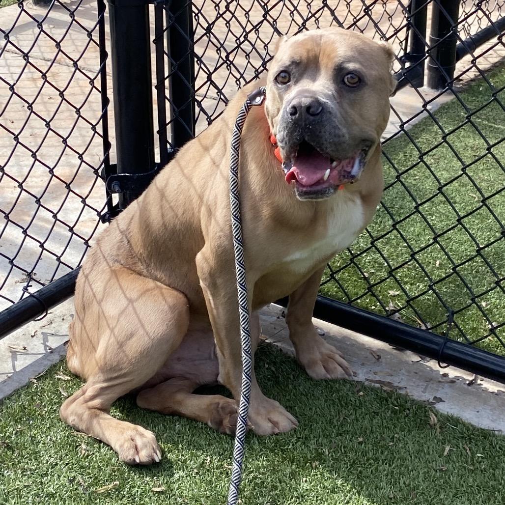 Enlarge Brown Gravy, a Adoptable American Bulldog in Greensboro, NC image 5/6