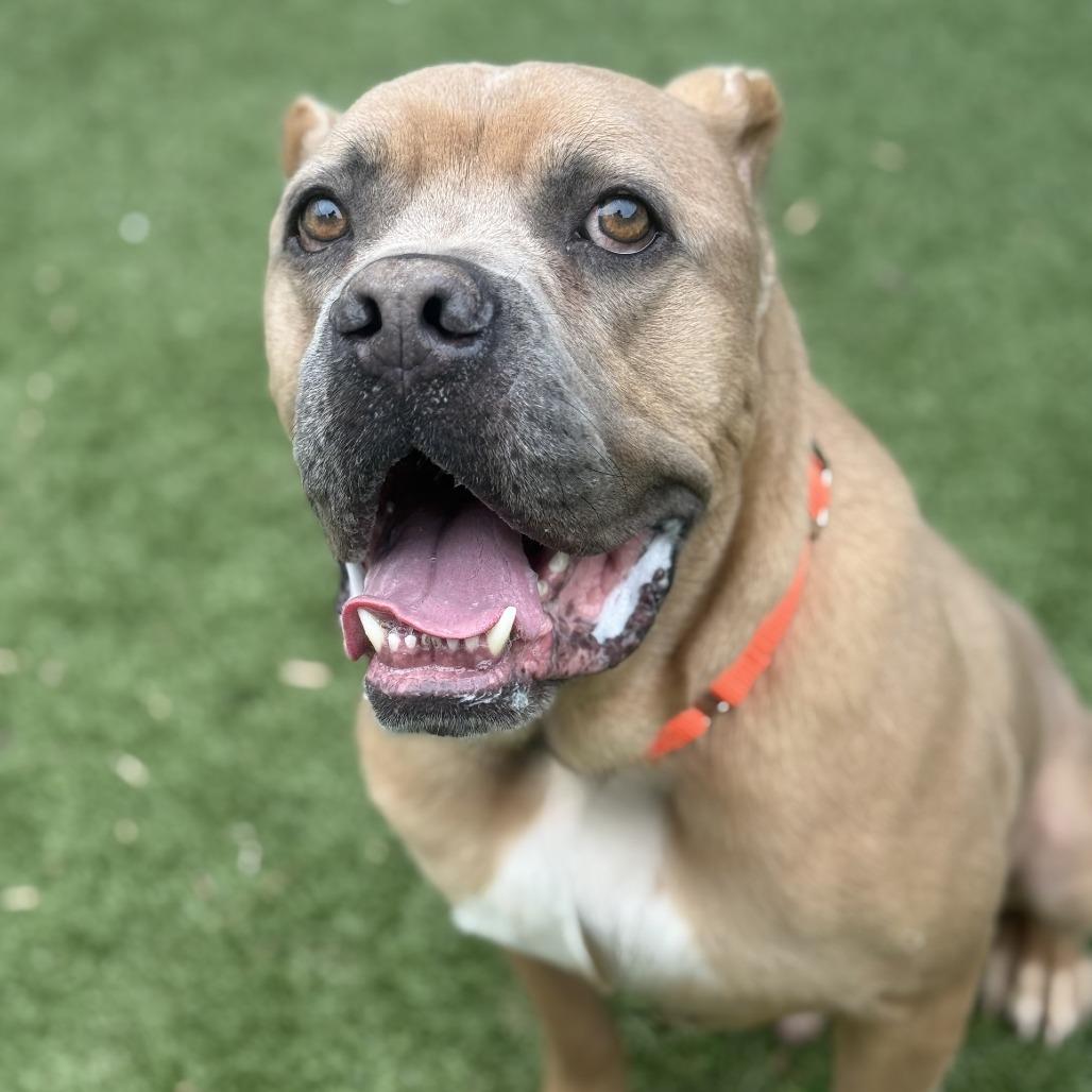Enlarge Brown Gravy, a Adoptable American Bulldog in Greensboro, NC image 6/6