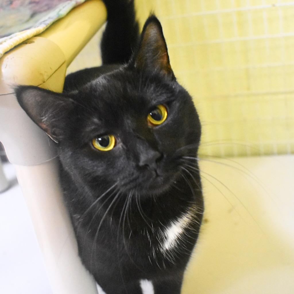 Peggy Sue, Adoptable, Young Female Domestic Short Hair.
