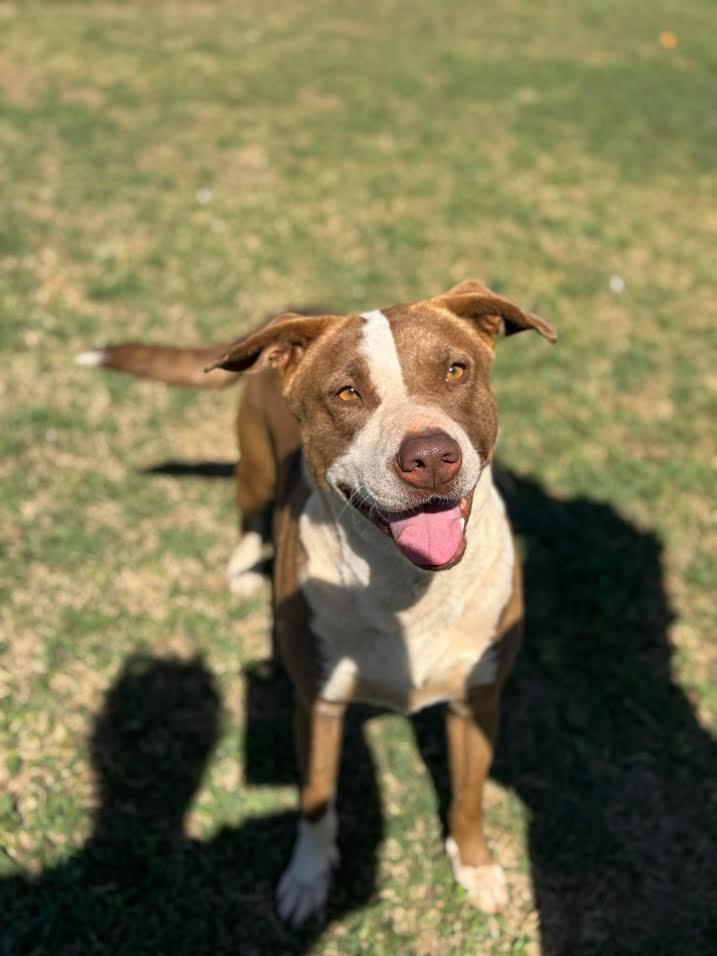 Enlarge Sadie, a Adoptable Mixed Breed in Chickasha, OK image 1/6