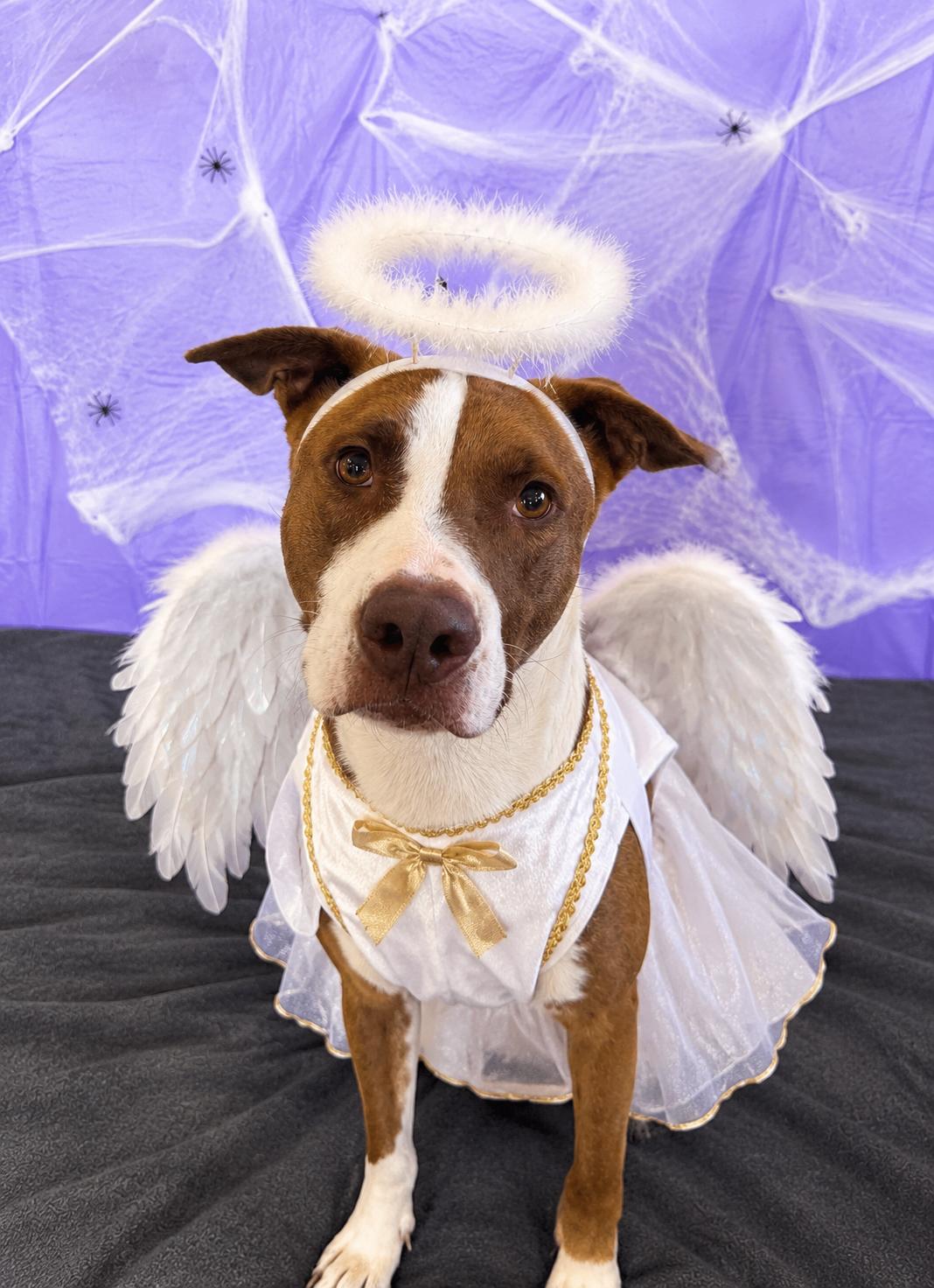 Enlarge Sadie, a Adoptable mixed breed in Chickasha, OK image 1/6