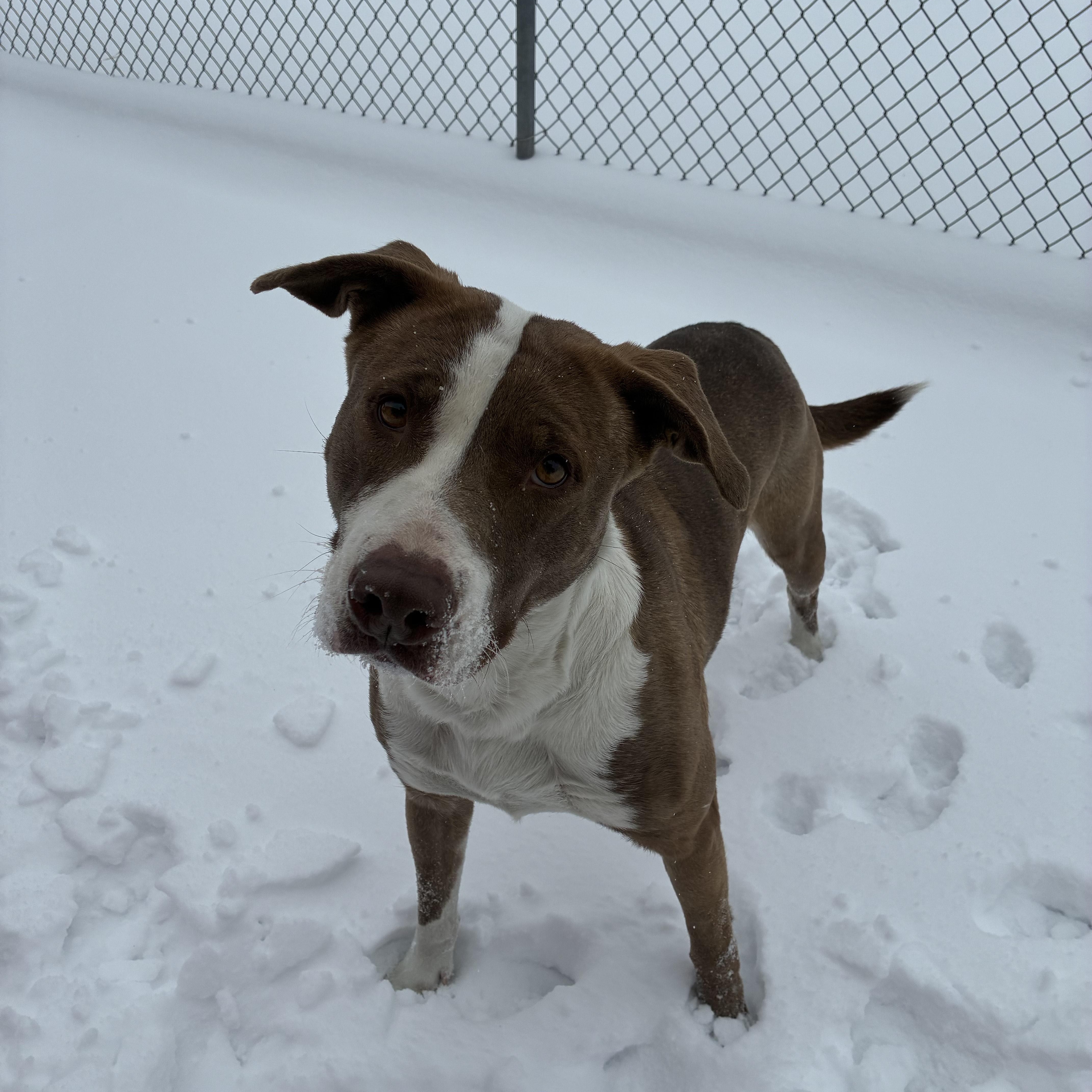 Enlarge Sadie, a Adoptable Mixed Breed in Chickasha, OK image 5/6