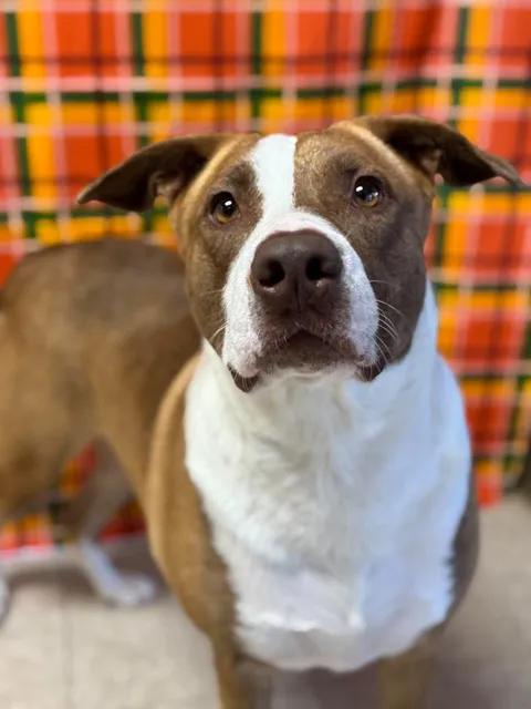 Enlarge Sadie, a Adoptable mixed breed in Chickasha, OK image 5/6
