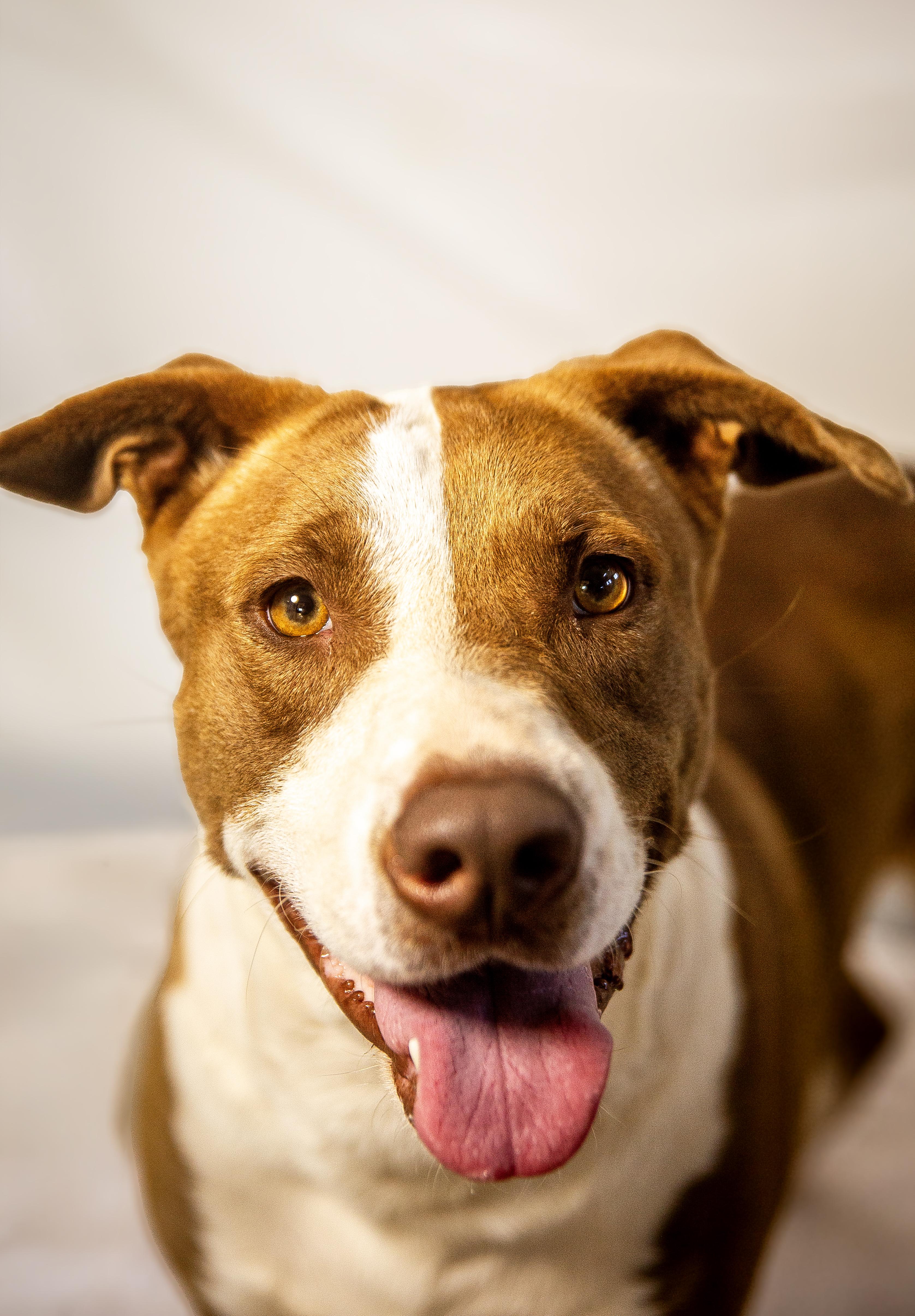 Sadie, adoptable, Adult Female Mixed Breed.