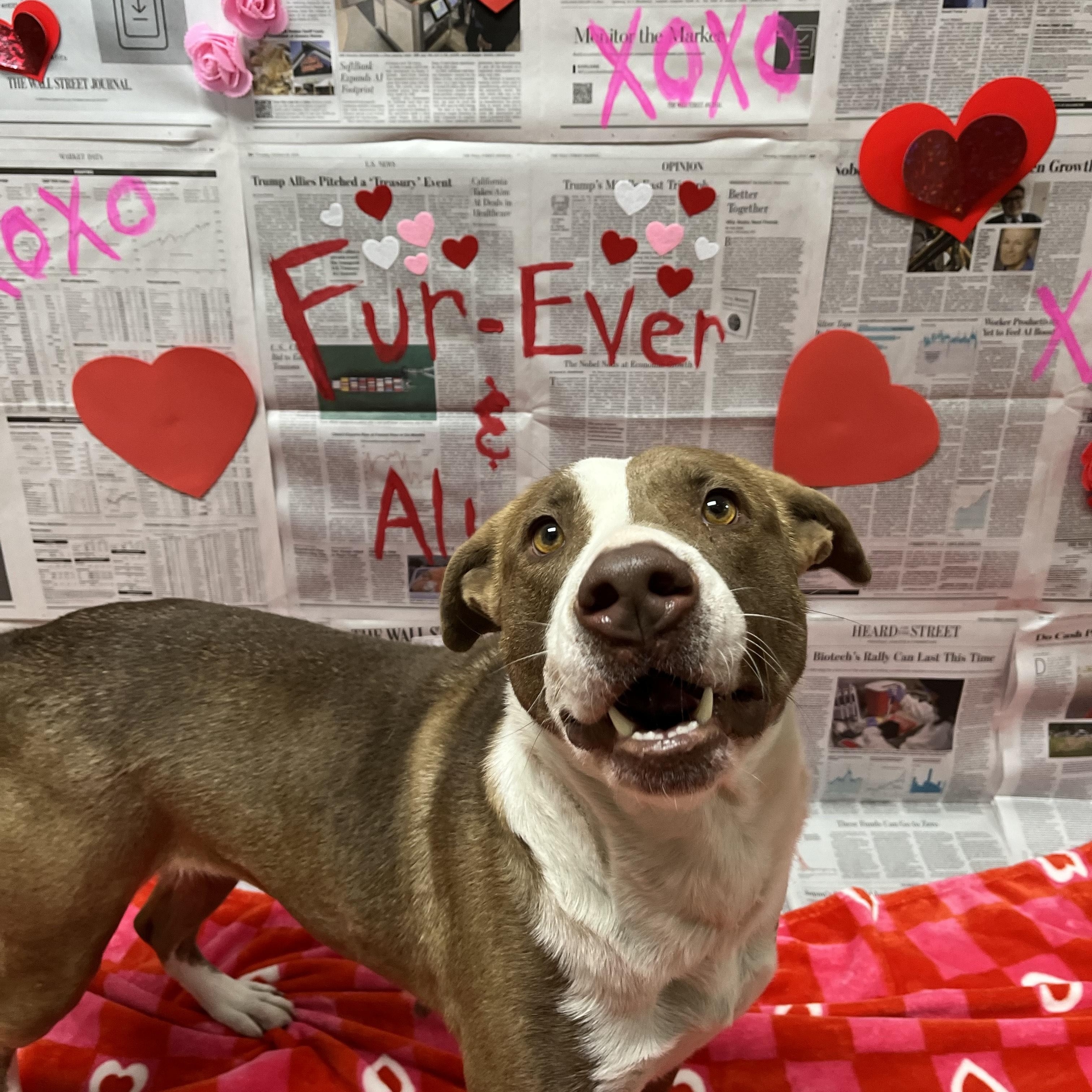 Enlarge Sadie, a Adoptable Mixed Breed in Chickasha, OK image 2/6