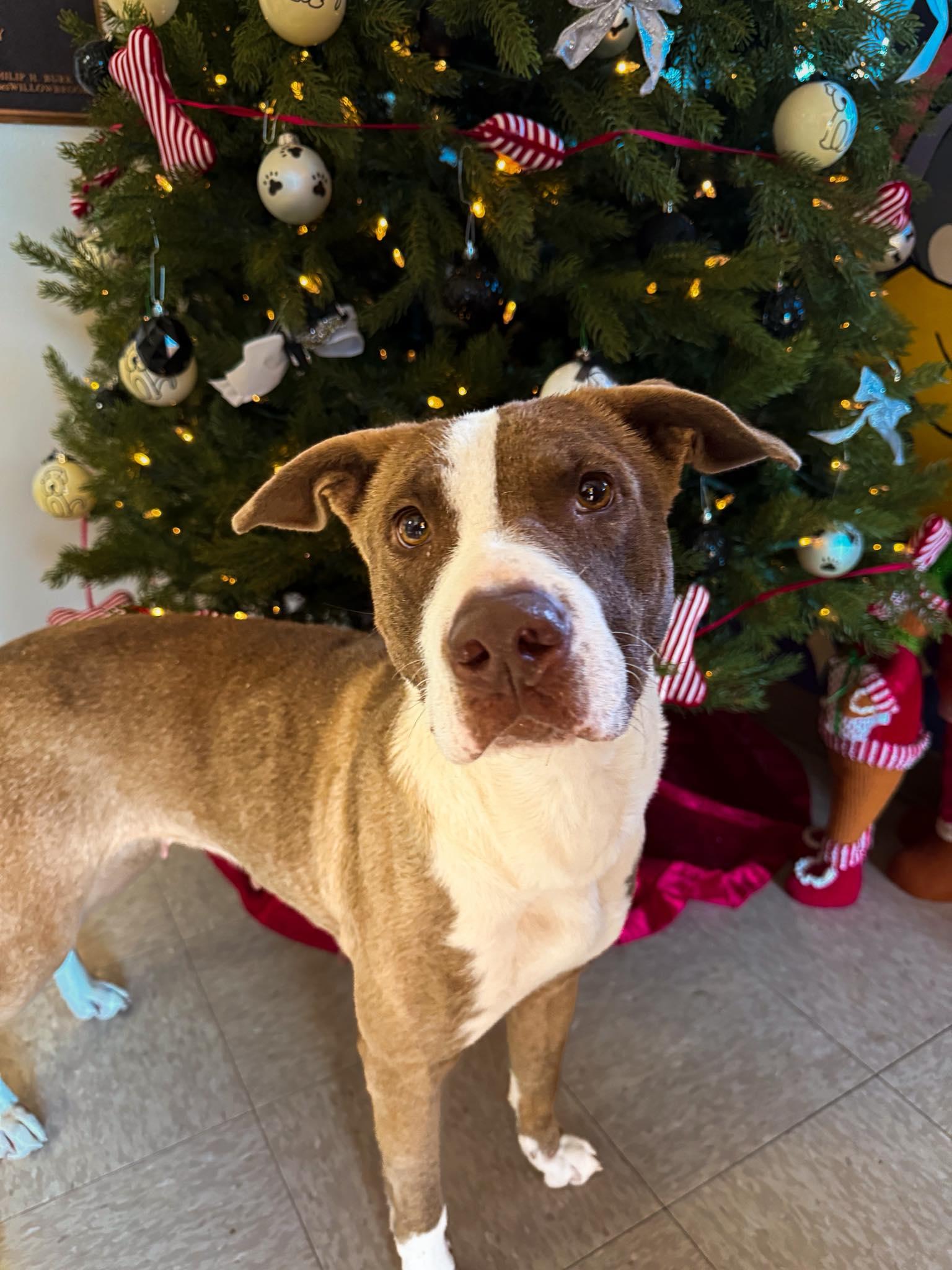 Sadie, Adoptable, Adult Female Mixed Breed.