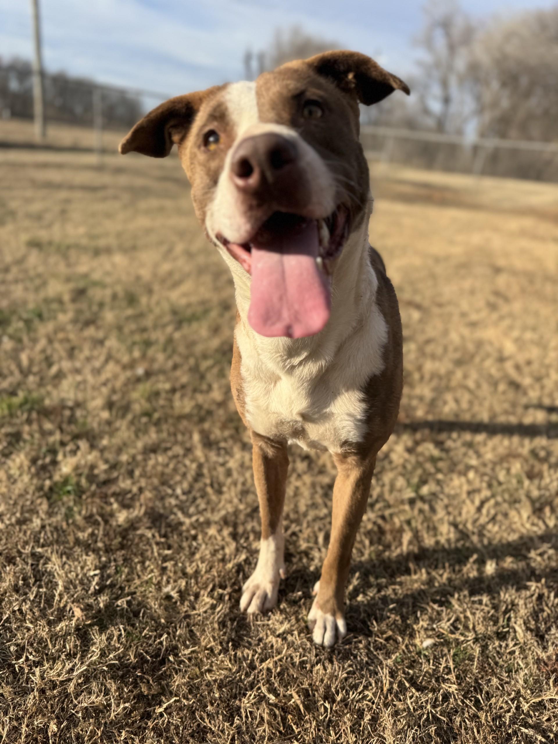Enlarge Sadie, a Adoptable Mixed Breed in Chickasha, OK image 2/2